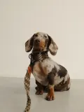 Buddys Dogwear Ошейник для собак Peruvian ручной работы из кожи и хлопка, ширина 4 см, три размера до 48 см, коричневый с бежевым — фото 6