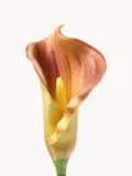 Botane Искусственные цветы Calla Lily, Д 65 см, Оранжевый — фото 2