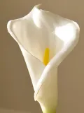 Botane Искусственные цветы Calla Lily, Д 45 см, Белый — фото 3