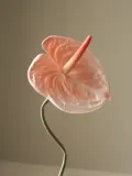 Botane Искусственные цветы Anthurium — фото 4
