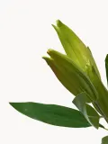 Botane Искусственный декоративный цветок Unopened Lily — фото 2