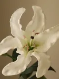 Botane Искусственные цветы Large Lily лилия, длина 68 см, Д 68 см, Белый — фото 4