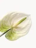 Botane Искусственные цветы Anthurium антуриум, длина 67 см — фото 2