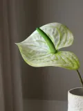 Botane Искусственные цветы Anthurium антуриум, длина 76 см — фото 3