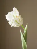 Botane Искусственные цветы Parrot Tulip попугайный тюльпан, длина 69 см — фото 2