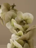 Botane Искусственные цветы Majestic Orchid орхидея, длина 134 см — фото 2