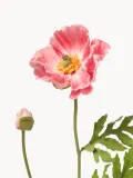 Botane Искусственные цветы Large Poppy мак, длина 60 см, Д 60 см, Розовый — фото 2