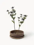 DBKD Кашпо уличное из терракоты Terra, высота 11 см, Ø 30 × В 11 см, Nugatowy — фото 5