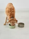 MiaCara Миска для животных Scodella из фарфора для кошек и собак, диаметр 16 см, оливково-зелёная — фото 3