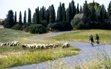 Велоджерси женское Rogelli Modesta — фото 6