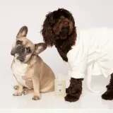 Уход за животными Ouai Pet Shampoo, 474 мл — фото 2