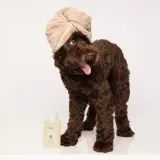 Уход за животными Ouai Pet Shampoo, 474 мл — фото 3