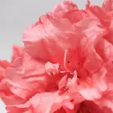 Крем для лица BABOR Purifying Cream rich, 50 мл — фото 3