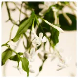 Свеча RITUALS - Sweet Jasmine, 360 г — фото 6