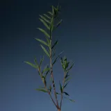 Шампунь Aromatica Tea Tree Purifying очищающий, для жирных волос, 180 мл — фото 3