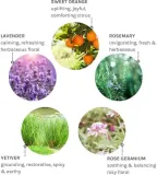 Лосьон для рук и тела Evolve Organic Beauty Pure Tranquility, увлажняющий, 250 мл — фото 4