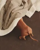 Zara Home плед из хлопка, зелёный, в клетку · 3338/004 — фото 1