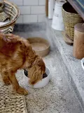 Миска для собак Bloomingville Buddy Pet, каменная керамика, 21,5 см, 1500 мл, коричневая — фото 3