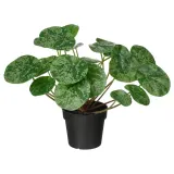 IKEA FEJKA (ИКЕА ФЕЙКА) — Искусственное растение в горшке, для дома/улицы Pilea 9 см — фото 1