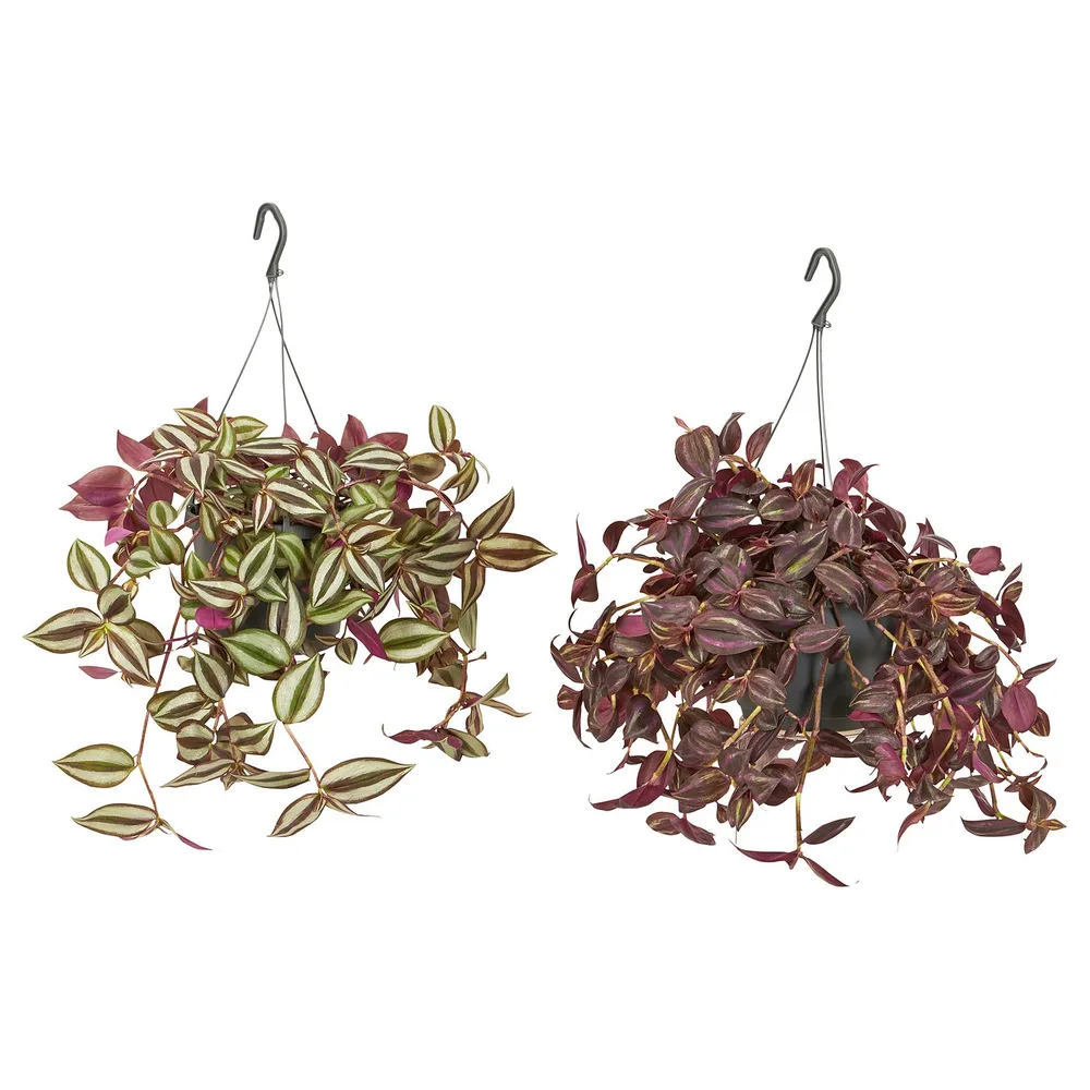 IKEA TRADESCANTIA (ИКЕА ТРАДЕССАНТИА) — Растение подвесное, традесканция разные 17 см