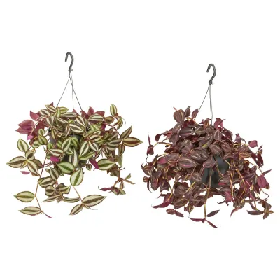 IKEA TRADESCANTIA (ИКЕА ТРАДЕССАНТИА) — Растение подвесное, традесканция разные 17 см