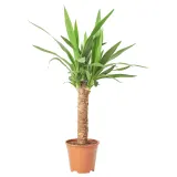 IKEA YUCCA (ИКЕА ЙУССА) - ELEPHANTIPES Горшечное растение, Юкка без колючек, 14 см — фото 1