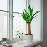 IKEA YUCCA (ИКЕА ЙУССА) - ELEPHANTIPES Горшечное растение, Юкка без колючек, 14 см — фото 2