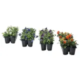 IKEA VIOLA (ИКЕА ВИОЛА) - CORNUTA Горшечное растение, анютины глазки разных цветов, 10 см — фото 1