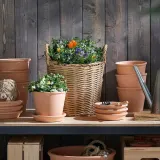 IKEA VIOLA (ИКЕА ВИОЛА) - CORNUTA Горшечное растение, анютины глазки разных цветов, 10 см — фото 3