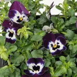 IKEA VIOLA (ИКЕА ВИОЛА) - CORNUTA Горшечное растение, анютины глазки разных цветов, 10 см — фото 4