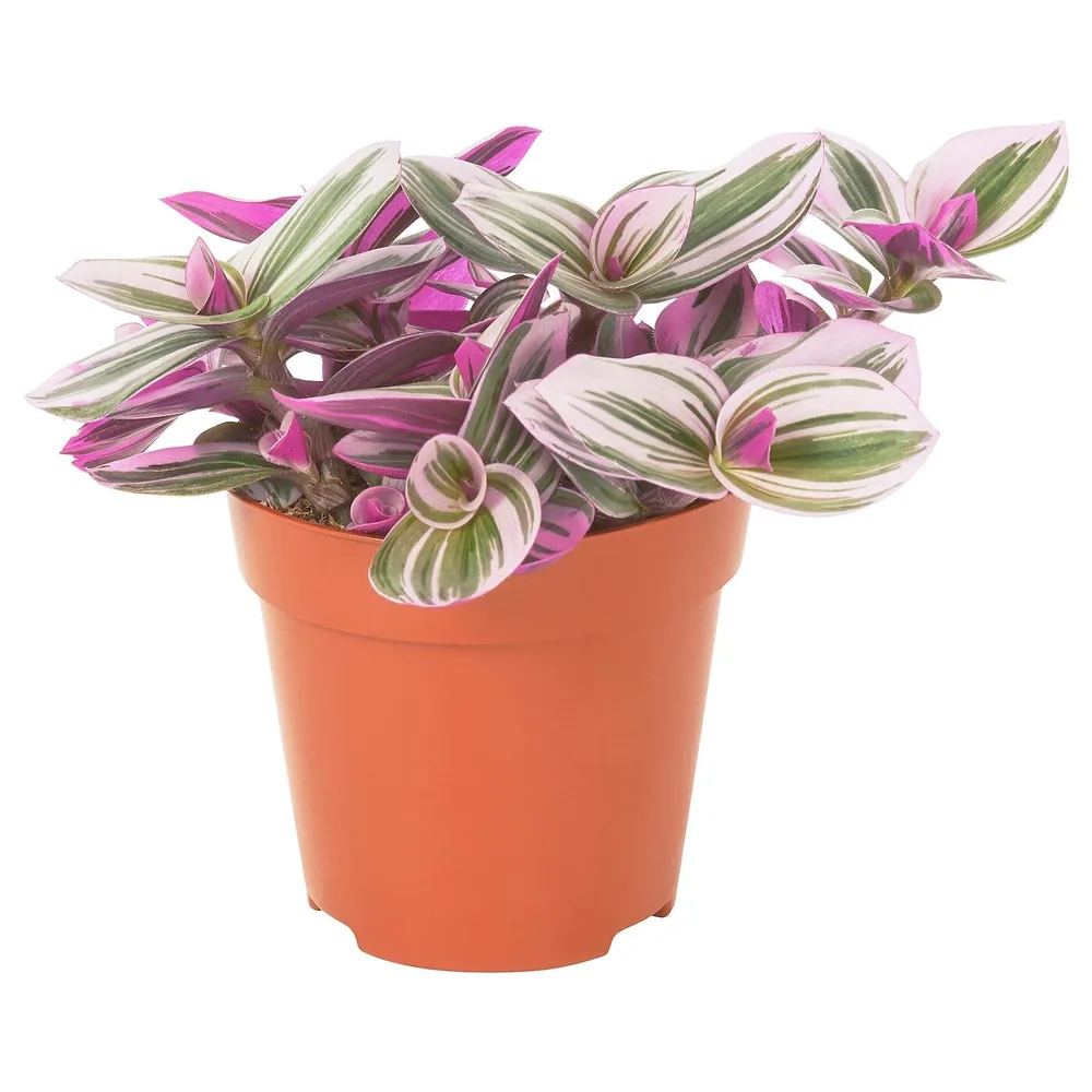 IKEA TRADESCANTIA (ИКЕА ТРАДЕССАНТИА) - Горшечное растение, Традесканция сиреневая, 12 см