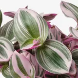 IKEA TRADESCANTIA (ИКЕА ТРАДЕССАНТИА) - Горшечное растение, Традесканция сиреневая, 12 см — фото 2