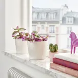 IKEA TRADESCANTIA (ИКЕА ТРАДЕССАНТИА) - Горшечное растение, Традесканция сиреневая, 12 см — фото 3