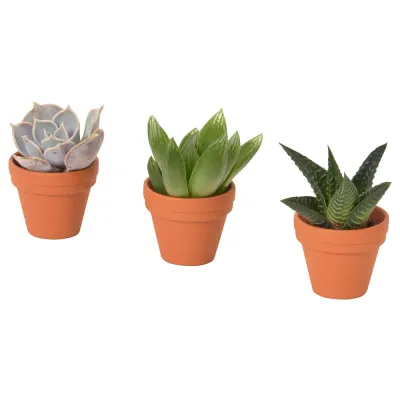 IKEA SUCCULENT  (ИКЕА СУССУЛЕНТ)  -  Растение с горшком, разные/суккуленты, 3 см