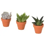 IKEA SUCCULENT (ИКЕА СУССУЛЕНТ) - Растение с горшком, разные/суккуленты, 3 см — фото 1