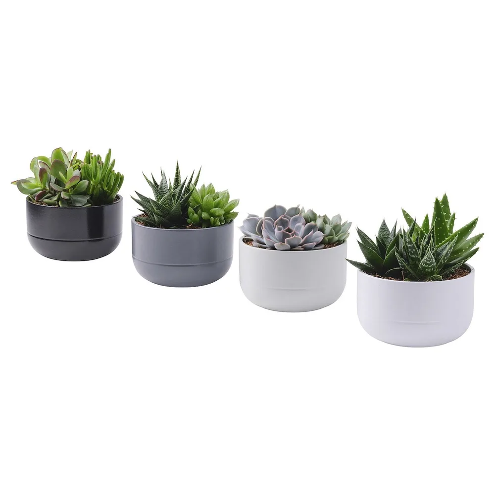 IKEA SUCCULENT (ИКЕА СУССУЛЕНТ) - Горшечное растение, суккулент разных цветов, 14 см