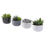 IKEA SUCCULENT (ИКЕА СУССУЛЕНТ) - Горшечное растение, суккулент разных цветов, 14 см — фото 1