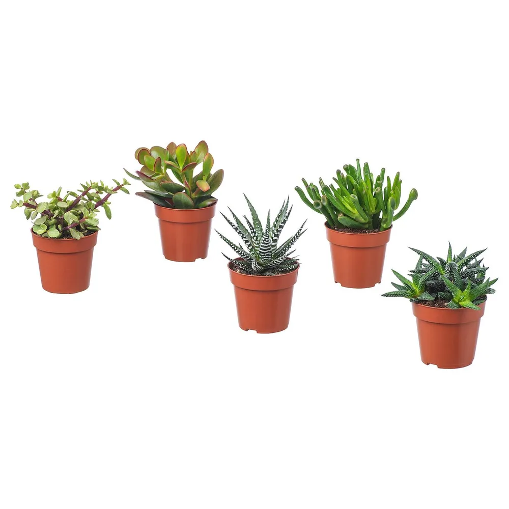 IKEA SUCCULENT (ИКЕА СУССУЛЕНТ) - Горшечное растение, разное/сукулент, 9 см
