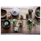 IKEA SUCCULENT (ИКЕА СУССУЛЕНТ) - Горшечное растение, разное/сукулент, 9 см — фото 3