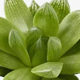 IKEA SUCCULENT (ИКЕА СУССУЛЕНТ) - Горшечное растение, разное/сукулент, 9 см — фото 4