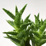 IKEA SUCCULENT (ИКЕА СУССУЛЕНТ) - Горшечное растение, разное/сукулент, 9 см — фото 5