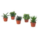 IKEA SUCCULENT (ИКЕА СУССУЛЕНТ) - Горшечное растение, разные, 15 см — фото 1