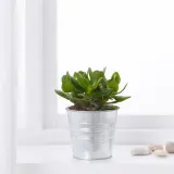 IKEA SUCCULENT (ИКЕА СУССУЛЕНТ) - Горшечное растение, разные, 15 см — фото 2