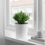 IKEA SUCCULENT (ИКЕА СУССУЛЕНТ) - Горшечное растение, разные, 15 см — фото 3