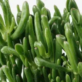 IKEA SUCCULENT (ИКЕА СУССУЛЕНТ) - Горшечное растение, разные, 15 см — фото 6