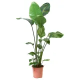 IKEA STRELITZIA (ИКЕА СТРЕЛИТЗИА) - Горшечное растение, Райская птица, 27 см — фото 1