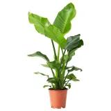 IKEA STRELITZIA (ИКЕА СТРЕЛИТЗИА) - Горшечное растение, Райская птица, 19 см — фото 1