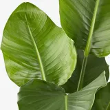 IKEA STRELITZIA (ИКЕА СТРЕЛИТЗИА) - Горшечное растение, Райская птица, 19 см — фото 3