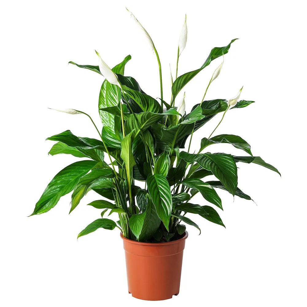 IKEA SPATHIPHYLLUM (ИКЕА СПАТХИПХЙЛЛУМ) - Горшечное растение, Мирная лилия, 24 см