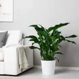 IKEA SPATHIPHYLLUM (ИКЕА СПАТХИПХЙЛЛУМ) - Горшечное растение, Мирная лилия, 24 см — фото 2